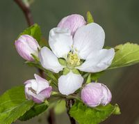 Vista Bella æbleblomst